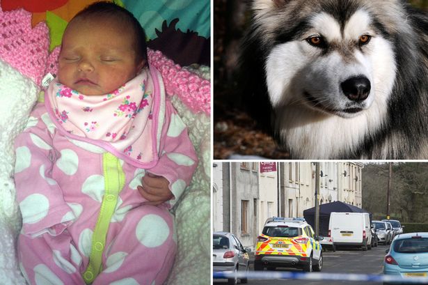 Pictured: Newborn baby savaged to death by family dog as parents pay tribute to their 